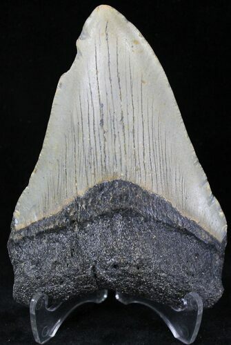 Bargain Megalodon Tooth - North Carolina #21709